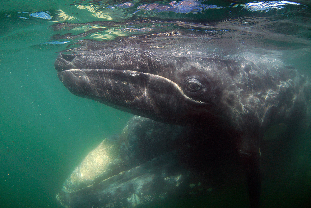 Gray Whale (Eschrichtius robustus) mother and calf, San Ignacio Lagoon, Baja California, Mexico