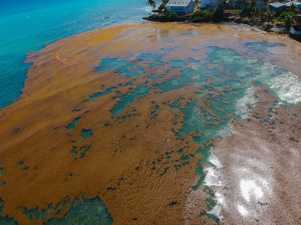 Sargassum seaweed