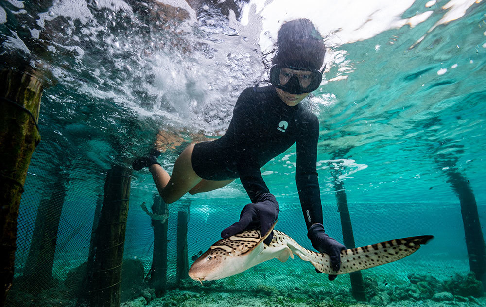 A person with a baby zebra shark