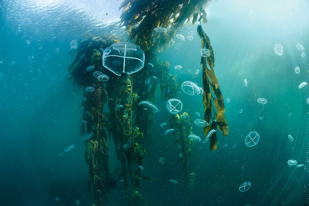 Kelp and jellyfish in Argentina