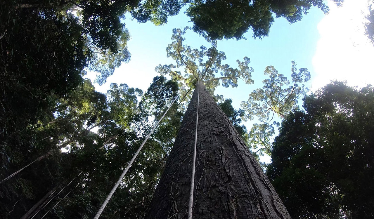 A team of scientists climbs one of the potential candidates for the world's tallest tree in Borneo in Malaysia.