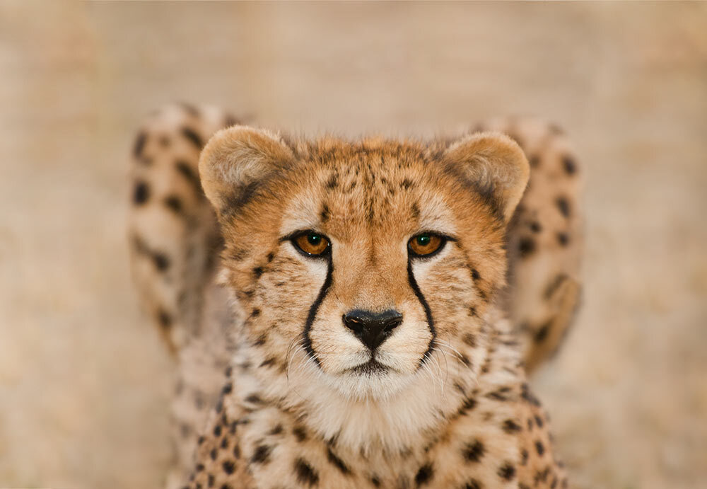 A cheetah