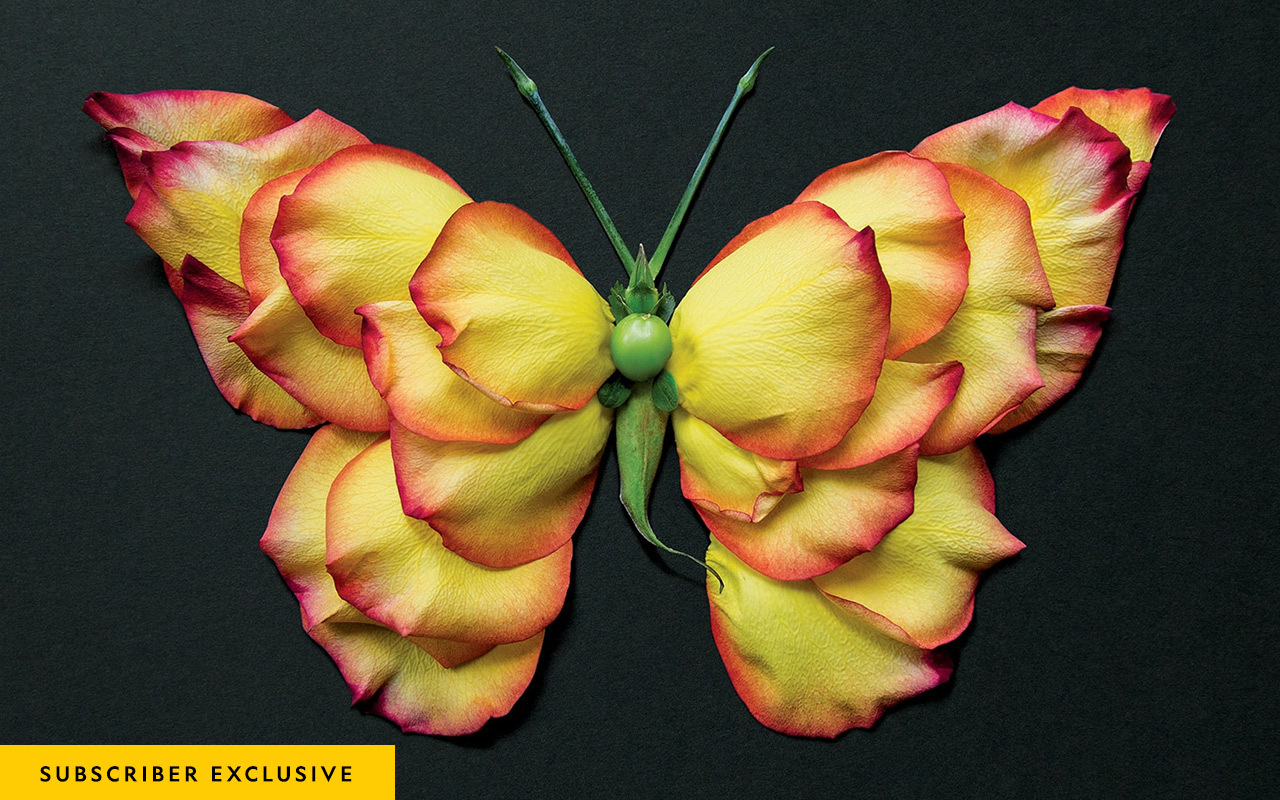 A butterfly constructed of rose petals offers a fresh way to see nature—and waste. When a local florist has leftover flowers, artist Raku Inoue finds a way to give them new life.