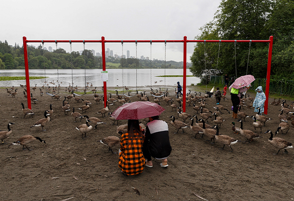 Canada geese gather at a playground at Deer Lake Park in British Columbia, Canada, in July 2020.