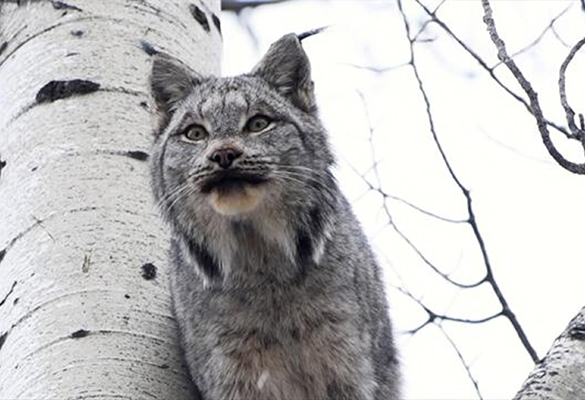 Lynx are largely solitary animals, but if two males do meet during mating season, a screaming match can result.