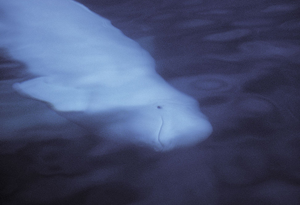 A beluga whale swims in the Hudson Bay in Canada’s Manitoba province. Canada has recently updated its marine mammal regulations, which means boats must stay farther away from whales.