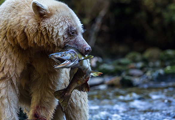 A Kermode bear catches a salmon in the Great Bear Rainforest in British Columbia, Canada. Bears, whales, and Indigenous peoples are dependent on Pacific salmon, but the fish population is threatened. This means some restaurants have stopped serving the fish, and scientists are studying how to better protect it.