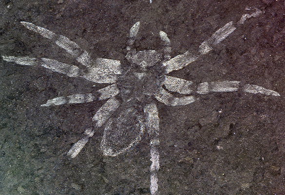 The defining specimen of Koreamegops samsiki, a newfound species of spider that lived in what is now South Korea between 106 and 112 million years ago.