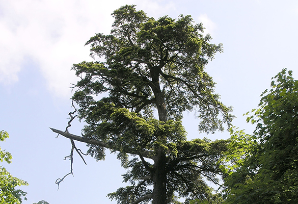 The Ulleungdo hemlock (Tsuga ulleungensis) has been found to be a new species, with some potentially valuable attributes.