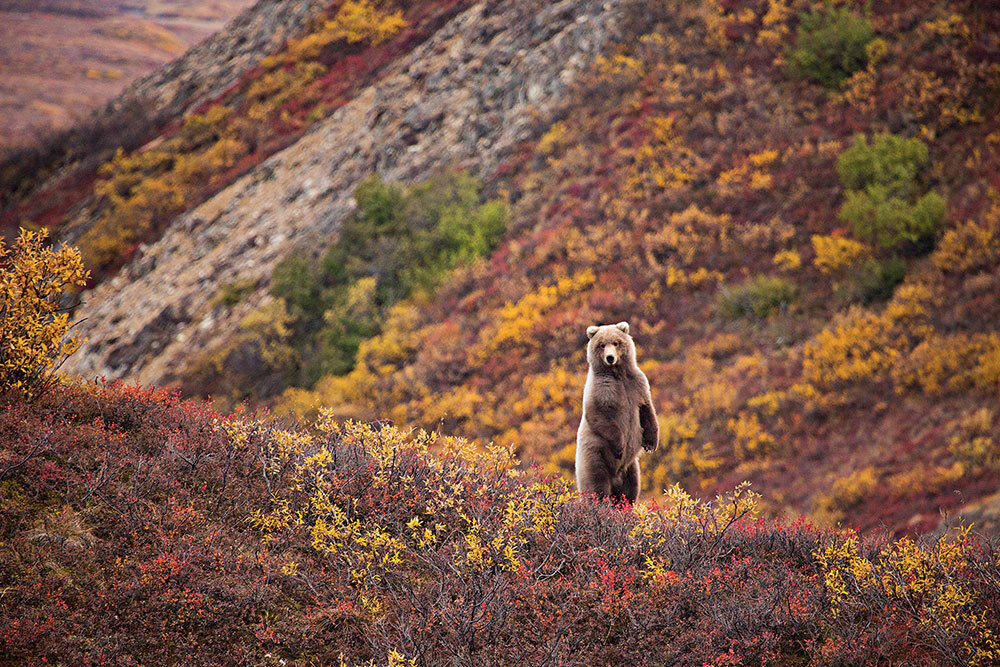 A bear stands on its hind legs on a autumnal hillside