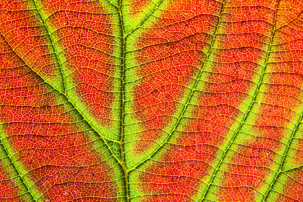 A close up picture of a leaf turning from green to red