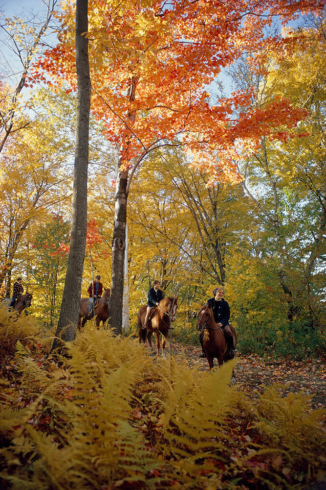 People on horseback ride through bright orange and yellow trees