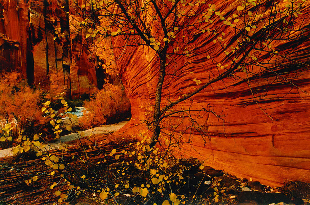 A tree with yellow leaves against a bright red rock wall