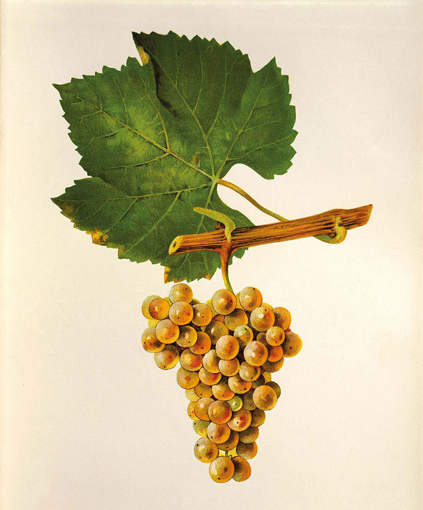 An illustration of a bunch of grapes