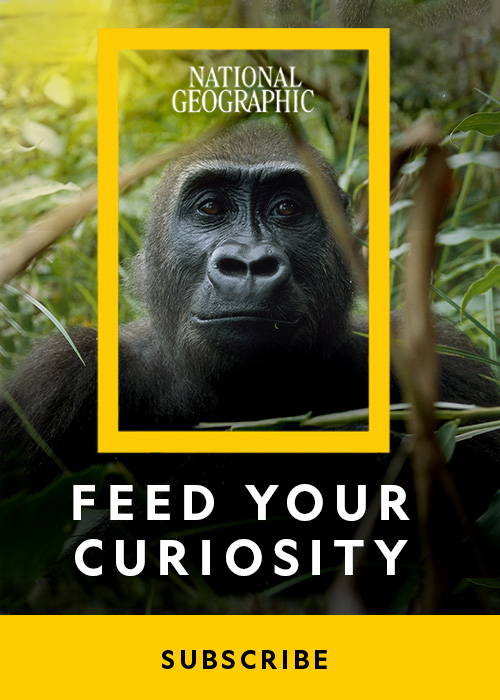 National Geographic - Feed your curiosity for knowledge, not just news - Subscribe