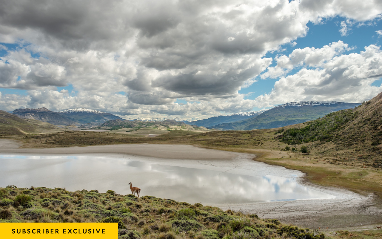 A guanaco, the wild form of the llama, arrives to drink at Laguna Seca in Chile’s Patagonia National Park. The 750,000-acre park combines public land with private property donated by Tompkins Conservation.