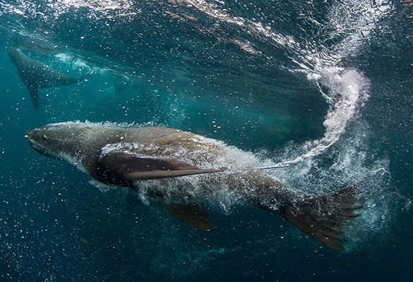 South American fur seals glide by National Geographic Pristine Seas divers in the waters of Yaganes off the southern coast of Argentina.