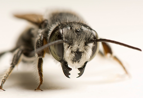 Portrait of a leaf cutter bee, the species believed to be using plastic for construction material in Argentina.