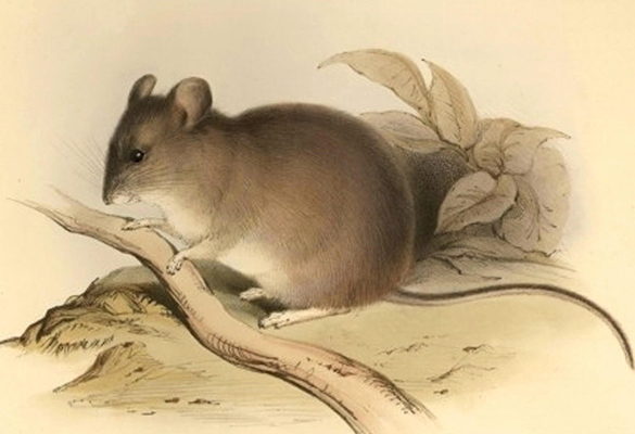 The yellow-rumped leaf-eared mouse (Phyllotis xanthopygus) has an elevation range of more than 20,000 feet, the world’s largest for any mammal.