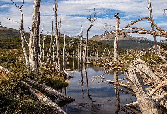 In 1946, the Argentine military flew 20 beavers from Canada to Tierra del Fuego in hopes of encouraging a fur trade.