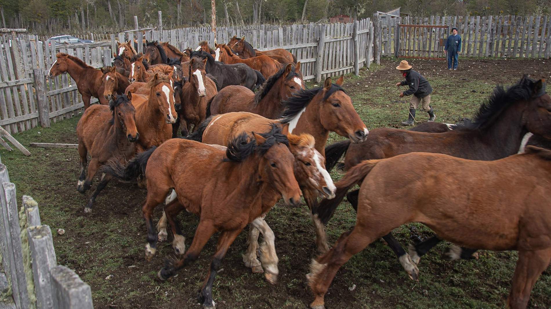 In Patagonia, gaucho families keep cowboy traditions alive, including ”la yerra,“ an annual event where animals are counted, groomed, branded, and spayed.