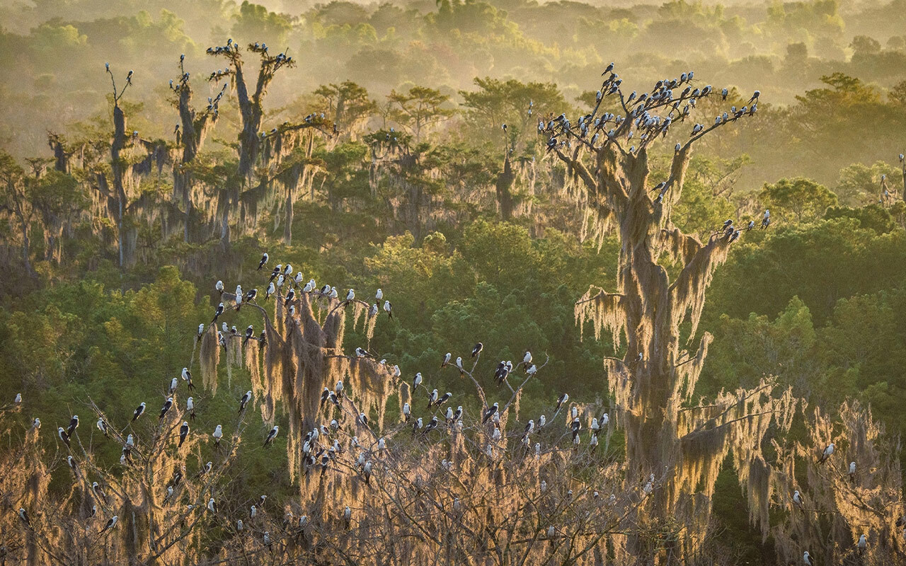 Swallow-tailed kites roost on a ranch within Florida’s wildlife corridor, near Lake Okeechobee, before flying thousands of miles to South America. Such green spaces are important rest stops for birds undertaking transcontinental migrations.