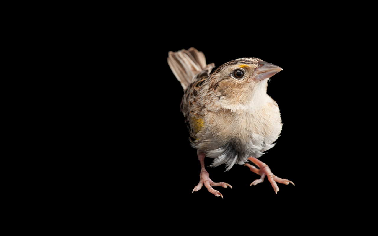 At the end of the 2020 breeding season in August, researchers counted some 112 Florida grasshopper sparrows in the wild.