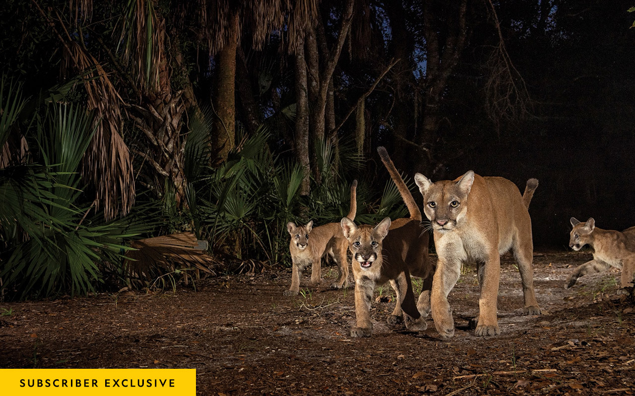 A female panther and three kittens explore Corkscrew Swamp Sanctuary, a reserve of old-growth cypress forest surrounded by encroaching suburbs on three sides.