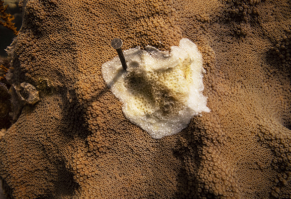 Researchers put a nail into this mountainous star coral colony in Key West, Florida, in September 2019 to mark the rapid progression of stony coral tissue loss disease.