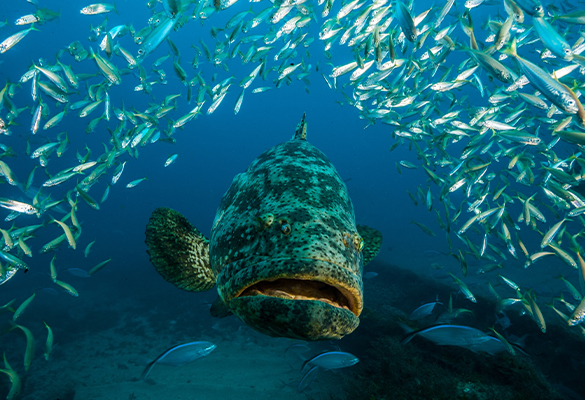 Florida is considering allowing limited catch of Atlantic goliath groupers, fish that can grow up to eight feet long and weigh 800 pounds.