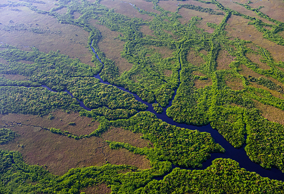 Florida’s Everglades National Park is the largest contiguous mangrove forest in the western hemisphere.