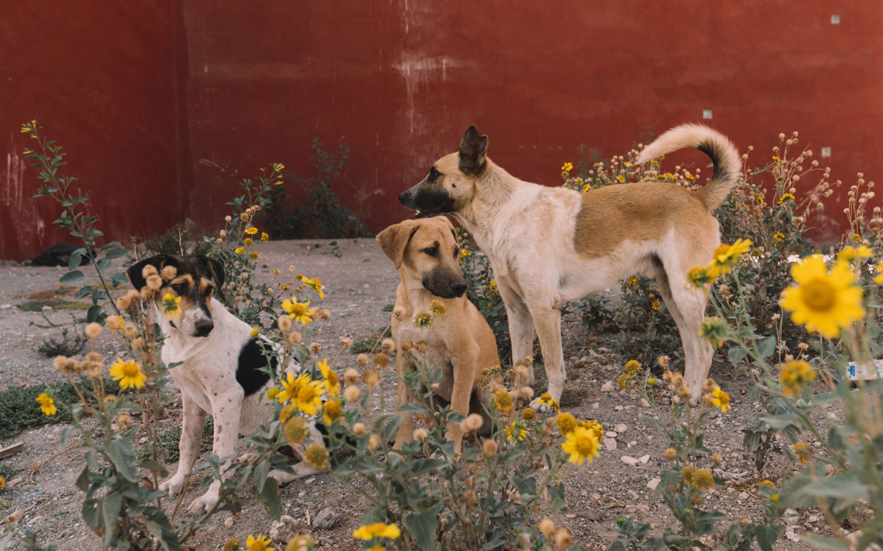 A pack of Beldis gather in the coastal city of Agadir, south of Tangier. Beldi, which means “from the countryside” in Darija, the Arabic dialect spoken in Morocco, is a catch-all term used to describe mixed-breed dogs native to the country.