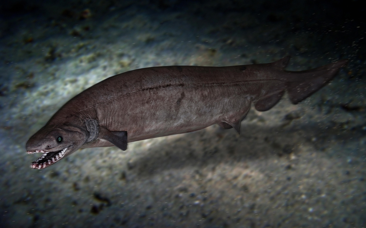 A newfound fossil reveals that the ancient shark Phoebodus has an eel-like body plan similar to that of the modern frilled shark, like the one seen here off Portugal.