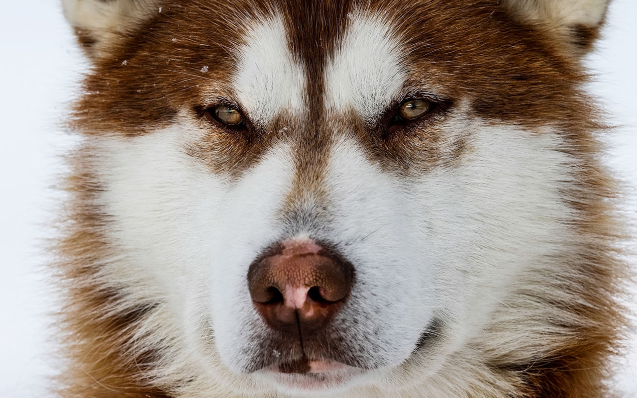 Huskies, Malamutes, and sled dogs from Siberia to Greenland are all physically similar to the first domesticated dogs that entered North America more than 10,000 years ago.