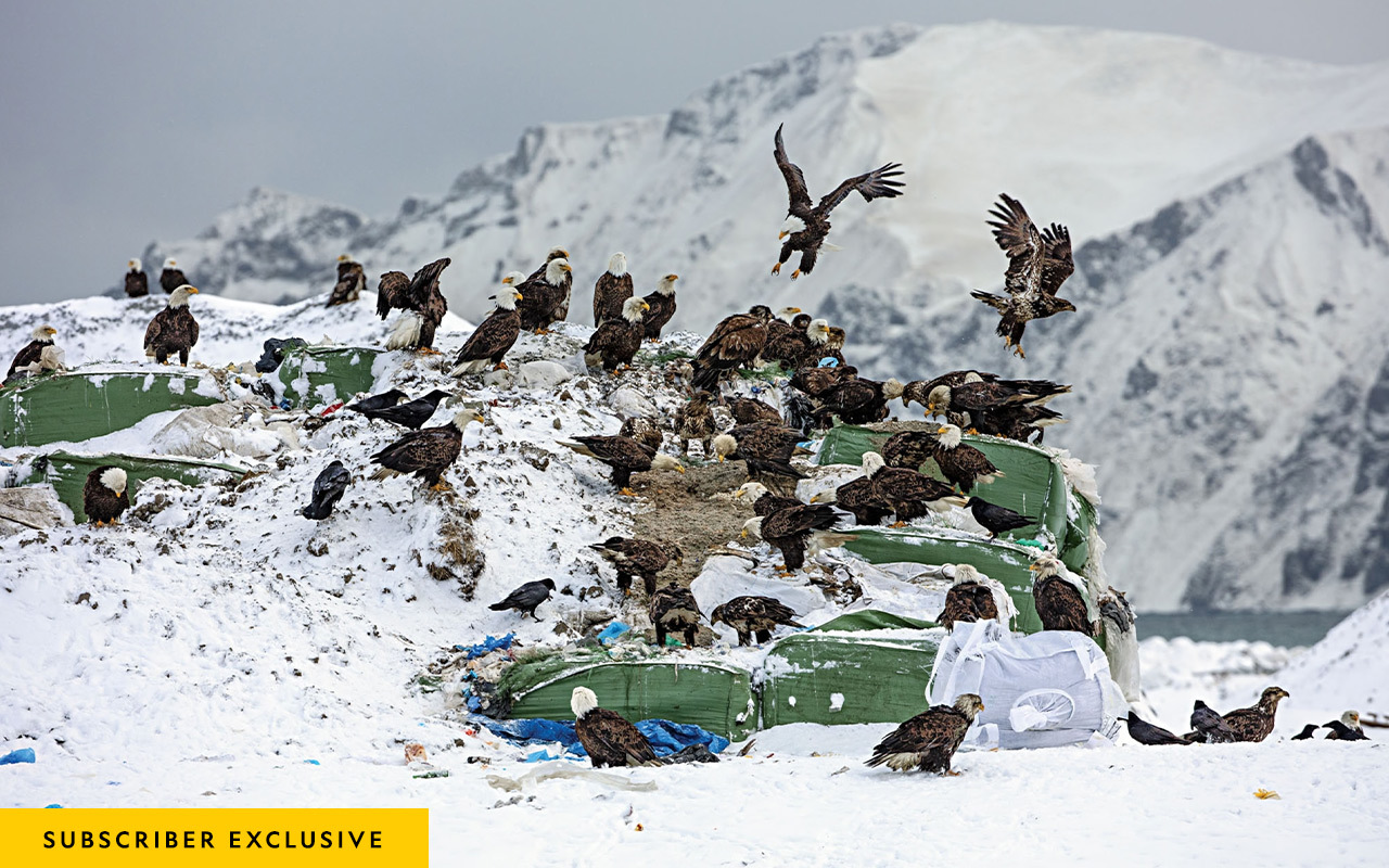 American bald eagles and ravens feast on food scraps in bundled garbage at the Unalaska City Landfill in the Aleutian Islands, Alaska.