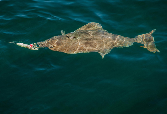 Halibut are the primary target for Indigenous fishermen in parts of Alaska. Populations are declining, leaving less fish to go around, especially as factory trawlers are scooping them up with the other fish they catch.