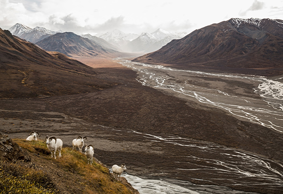 Dall's sheep above the Toklat River in Denali National Park. Climate change is thawing the topmost layer of permafrost in much of the park, disrupting the main park road.