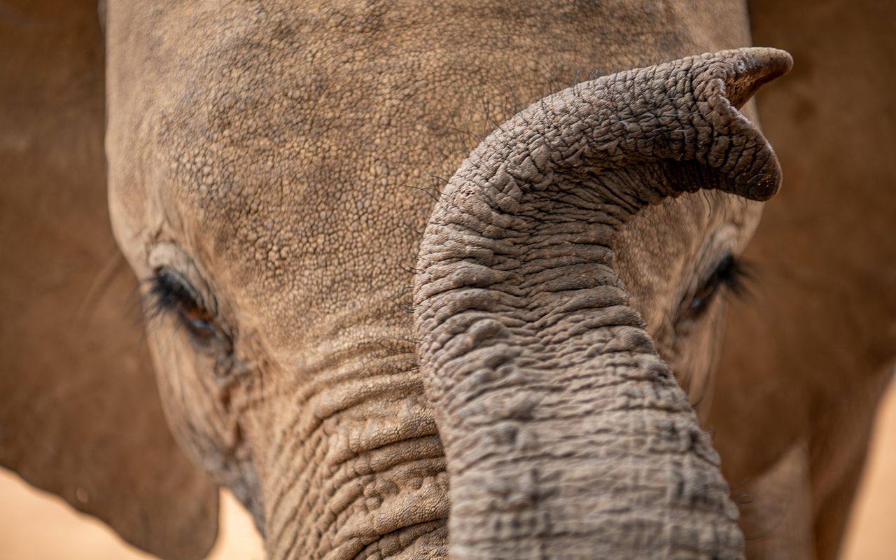 At the Reteti Elephant Sanctuary in northern Kenya, orphaned calves such as Hamsini, above, used to be fed imported human infant formula. Now many drink a formula made of local goat milk, which is cheaper, more sustainable, and easier to source.