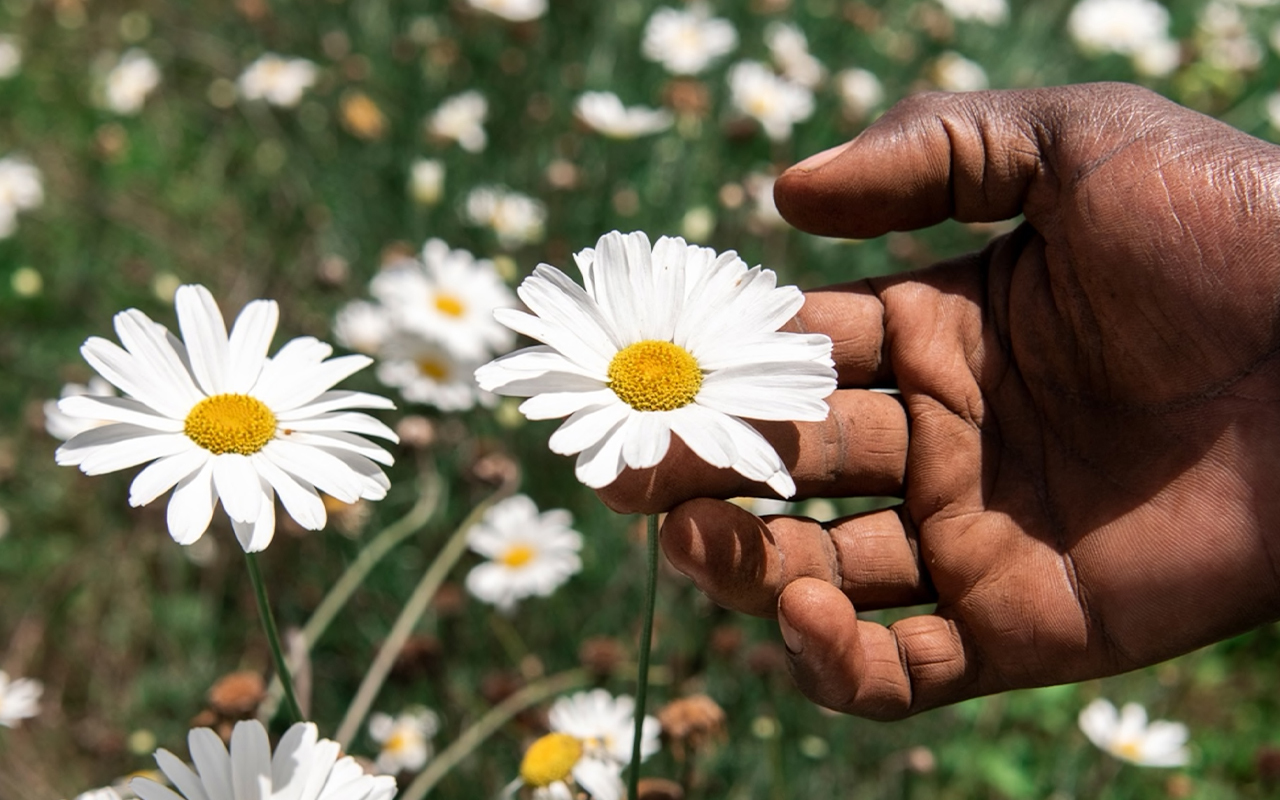 This flower, the pyrethrum plant, contains a potent chemical that is made into an effective, and environmentally friendly, insecticide.