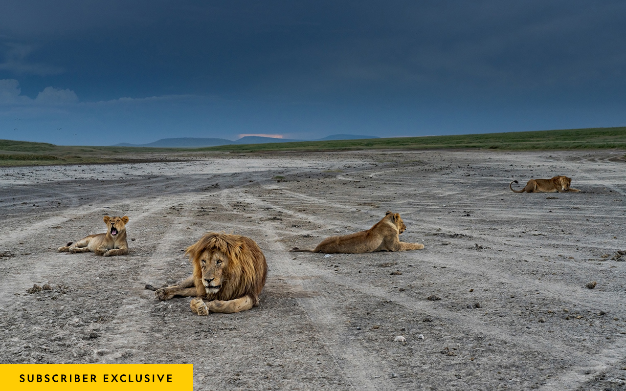 Tire tracks left by tourist-filled safari vehicles etch a dusty expanse where lions rest in Tanzania’s Hidden Valley.