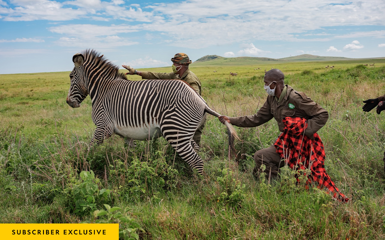 At the Lewa Wildlife Conservancy, a team captures an endangered Grevy’s zebra to help form a new herd at Sera Community Conservancy.