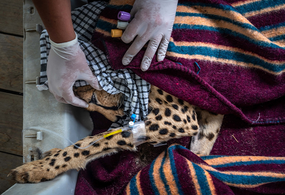 A veterinarian checks the pupils of a barely conscious cheetah, dehydrated and suffering from infected puncture wounds, likely caused by another animal. The cheetah is one of an estimated 20 that live in Samburu National Reserve and nearby Buffalo Springs, in northern Kenya.