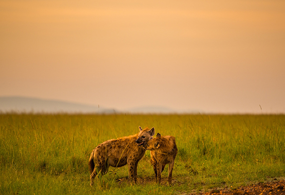 A spotted hyena cub licks its mother in Kenya's Masai Mara National Reserve.