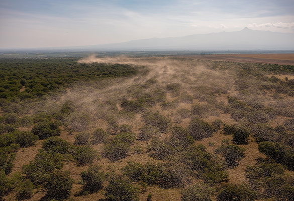 Seen from the air at dawn, a swarm of desert locusts begins to move across farmland toward the forests of Mount Kenya.