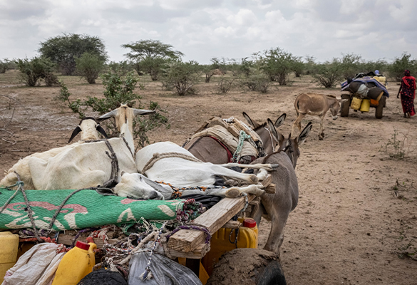 Weak goats are transported on a cart pulled by donkeys as a family in Kenya leaves their home in search of water.