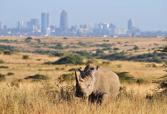 A rhinoceros grazes in Kenya’s Nairobi National Park.