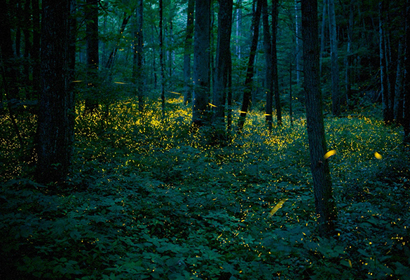 Synchronous fireflies (Photinus carolinus) illuminate the forests of Great Smoky Mountains National Park.