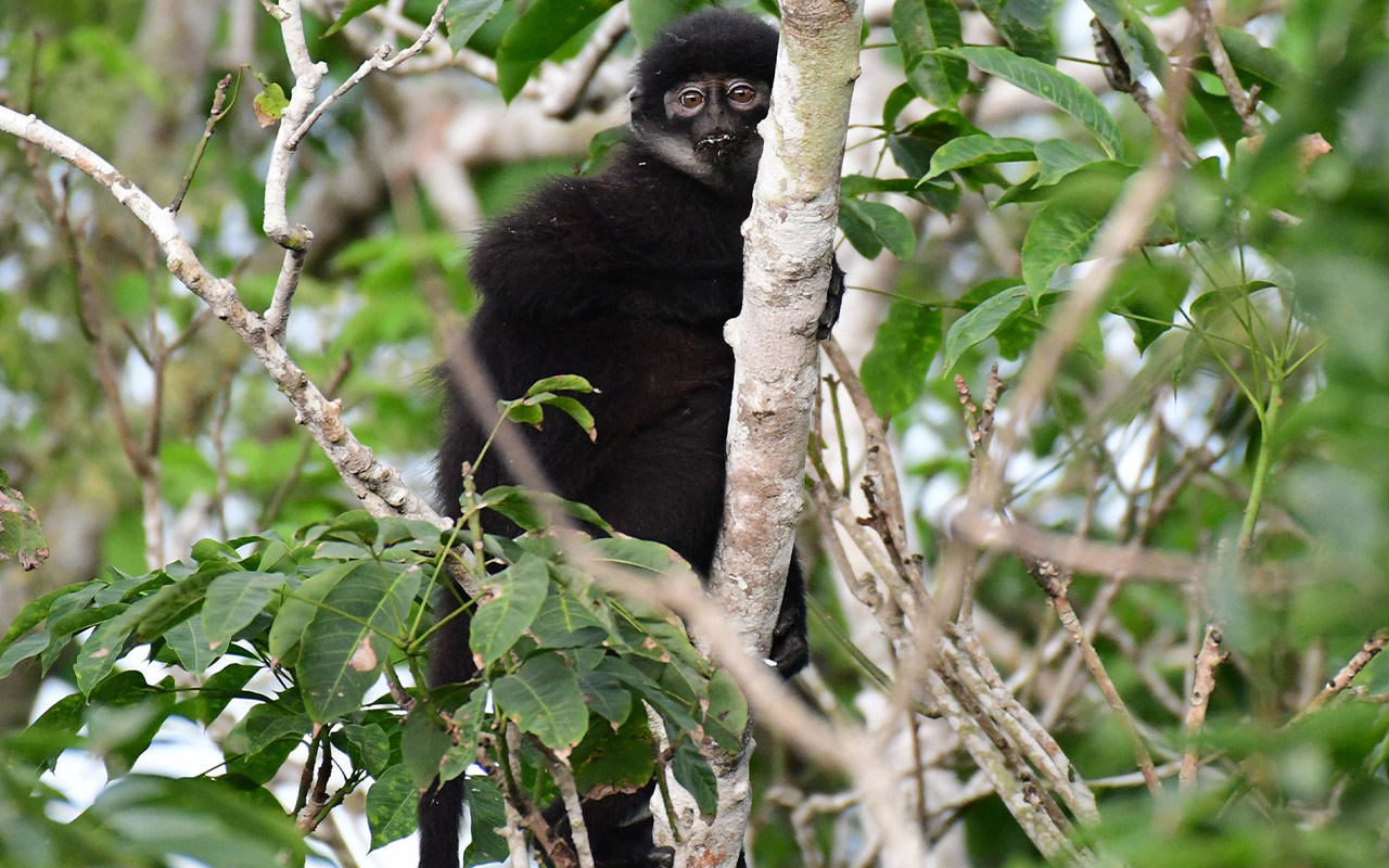 The newly described East Sumatran banded langur (Presbytis percura) qualifies as critically endangered—it’s now one of the rarest and most imperiled primates.