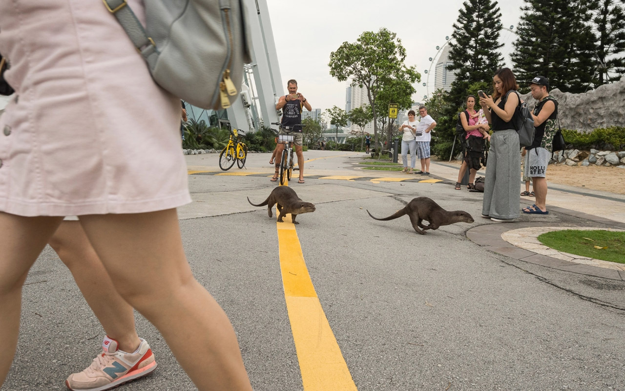 Otters cross a street as tourists take their photo near Gardens by the Bay, a popular nature park in Singapore.