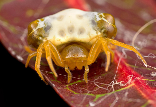 The pulsating spider is thought to be the species Cyrtarachne inaequalis, though it's not yet confirmed.